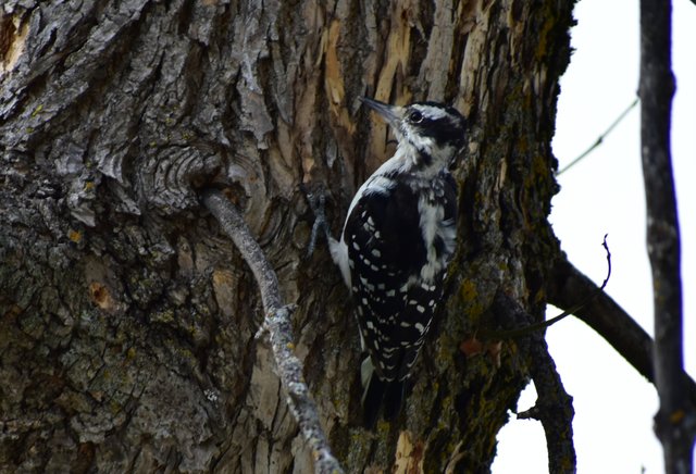 DSC_0550crop.JPG