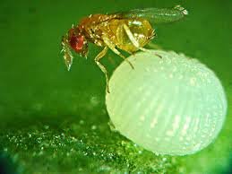 Trichogramma.jpg