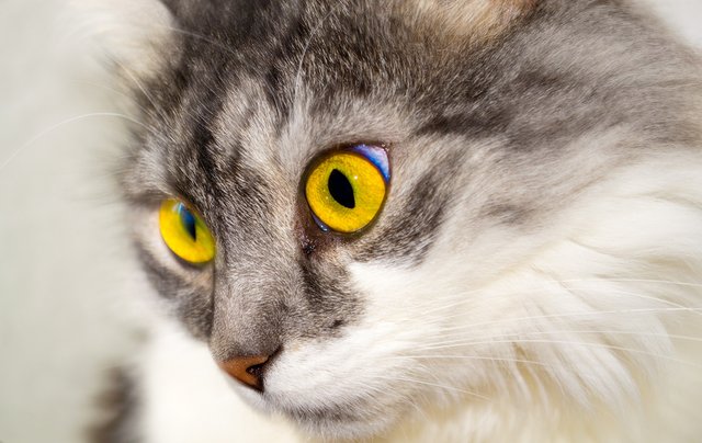 attentioncat.jpg