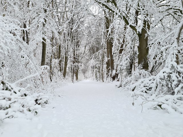 Schnee (3).jpg