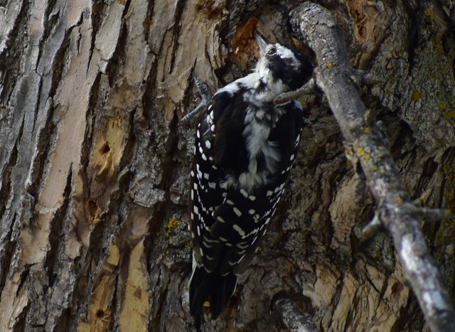 DSC_0543crop.JPG