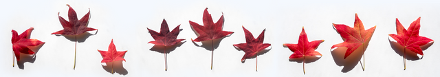 Autumnleaves.png