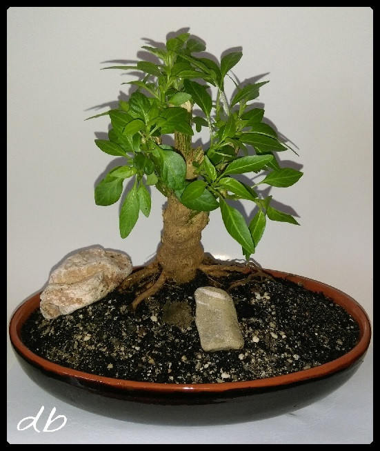 Growing a chilli pepper Bonsai plant-aka Bonchi  Steemit