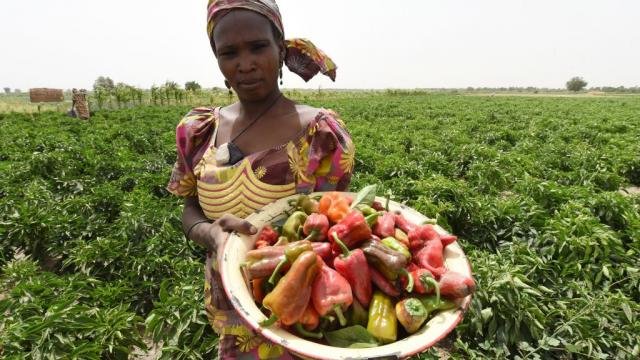 nigeria_farm.jpg
