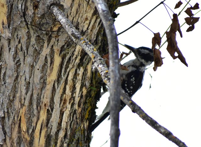 DSC_0559CROP.JPG