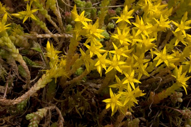 FNsedum_6670.jpg