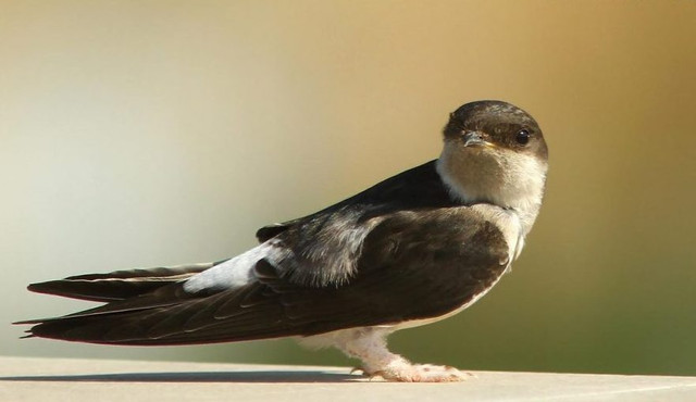 Burung-Walet.jpg