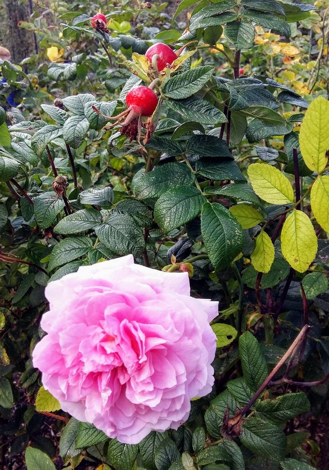 final rose.jpg