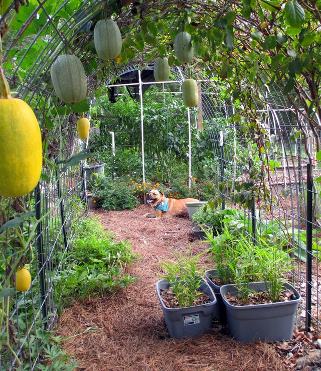 mambo_squash.jpg