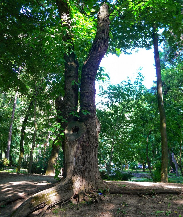 P1110118-01.jpeg