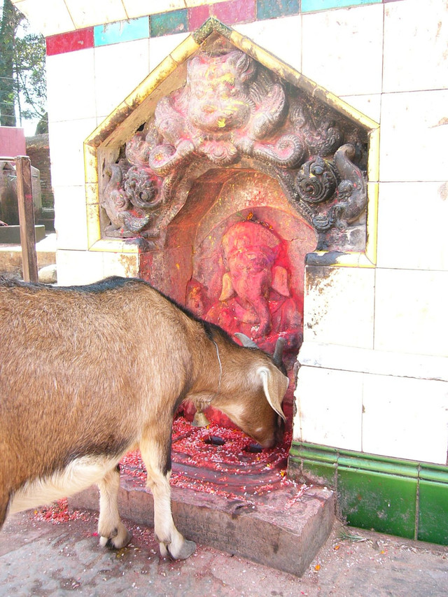 ganesh goat