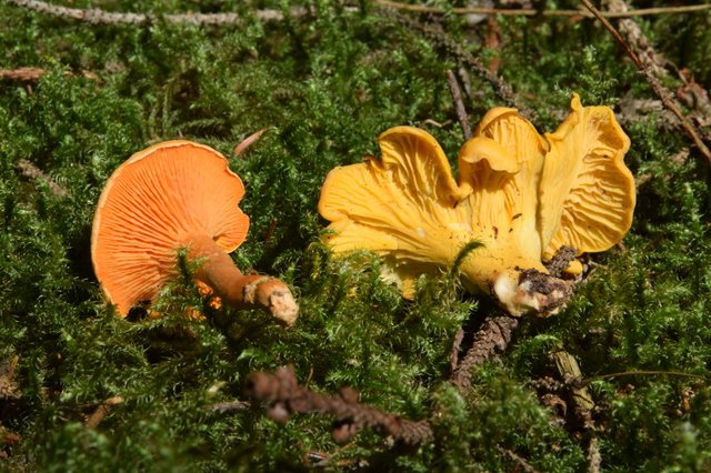 DSC_0120_800.JPG