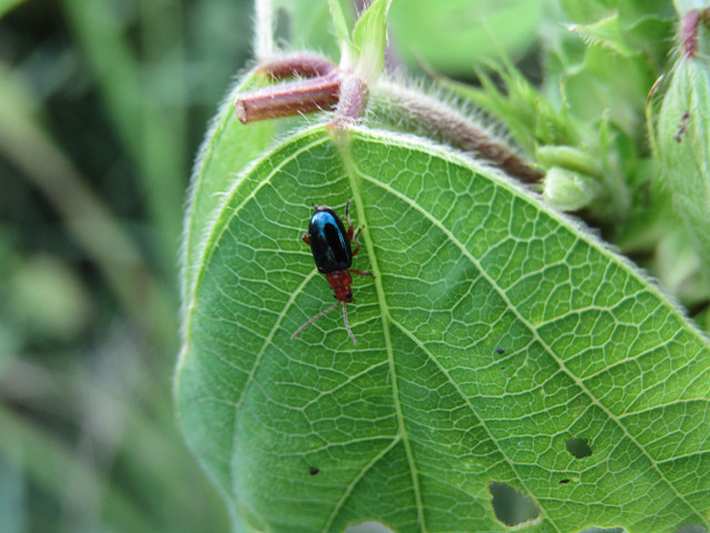 InsectoVerde.jpg
