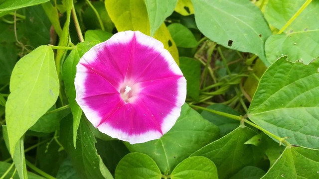A bindweed.jpg