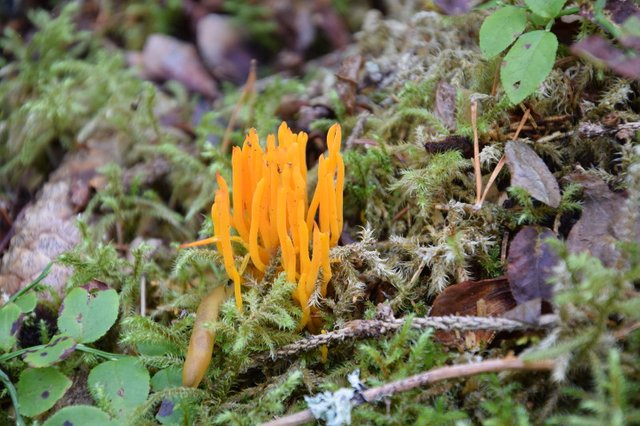 DSC_0007_800.JPG