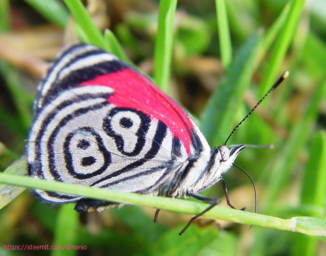 butterfly-89.jpg