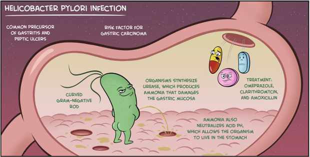 helicobacter.jpg