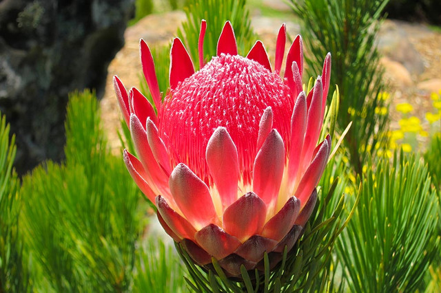 Protea-plant.jpg