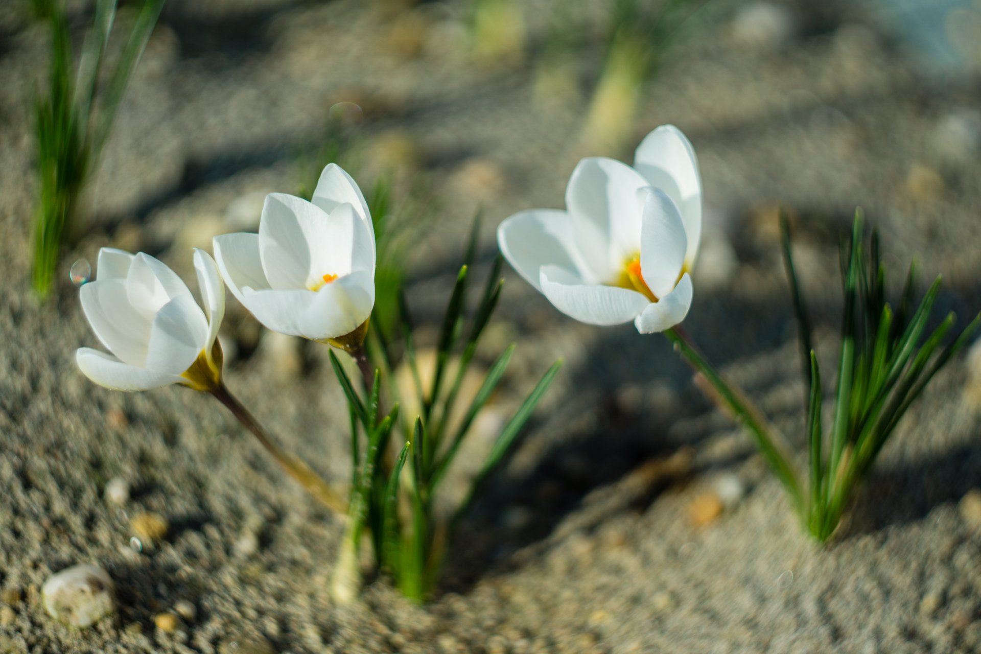 Акция памяти белый крокус. Крокус цветок белый. Белые крокусы фото весной Минимализм.