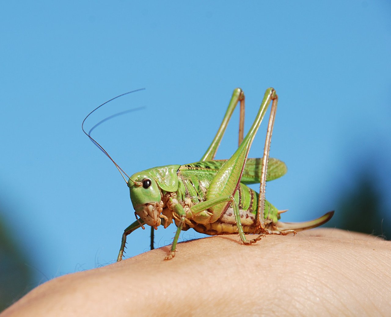 жук на полянке. зинчик насекомое. растения, привлекающие полезных насекомых. мухи зеленые во сне. к чему снится насекомое под.