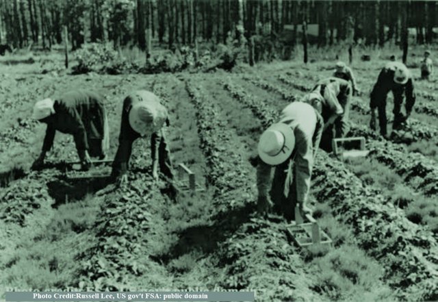 Strawberry Pickers FSA photo by Russell Lee public.jpg