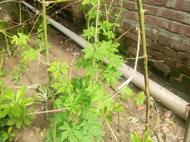 IMG_20230803_082944_817.jpg
