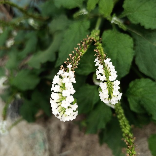 IMG_20220407_073413_954.jpg