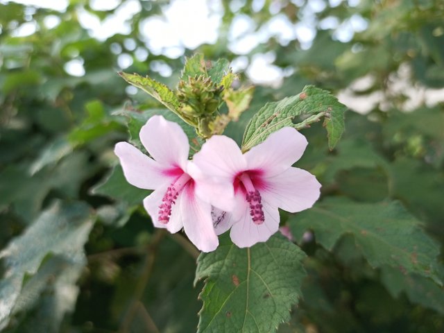 IMG_20210928_074949_031.jpg