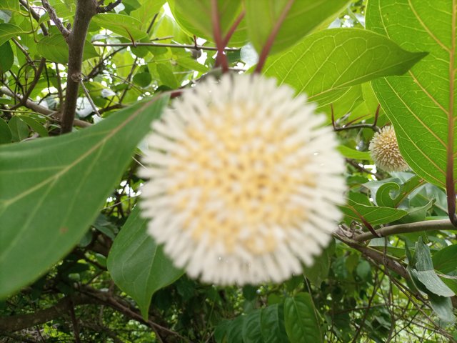 IMG_20210509_145102_330.jpg