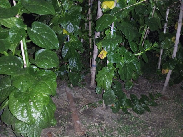 IMG_20230729_195912_427.jpg