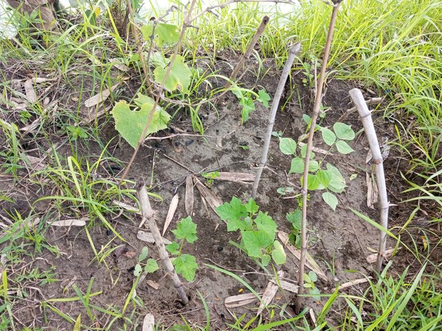 IMG_20230705_070755_805.jpg