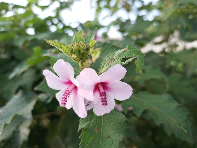 IMG_20210928_074949_865.jpg