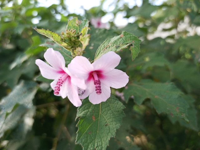 IMG_20210928_074944_386.jpg