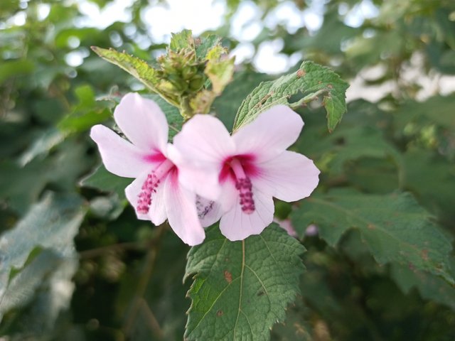 IMG_20210928_074947_850.jpg