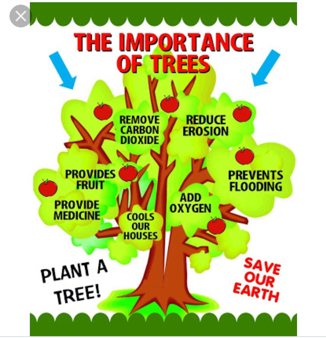 Uses of trees