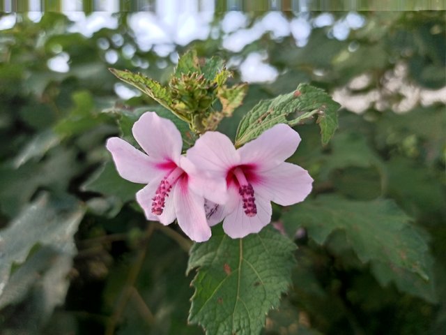 IMG_20210928_074954_978.jpg