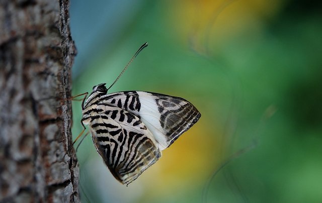 butterfly-43476_960_720.jpg