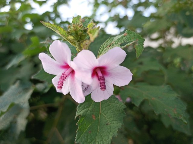 IMG_20210928_074950_837.jpg