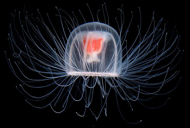 immortal-jellyfish-flip.jpg