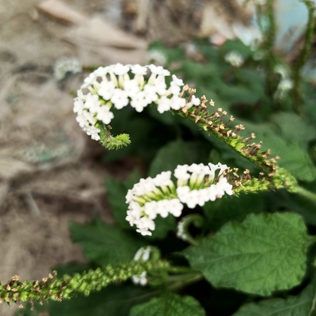IMG_20220407_073349_207.jpg