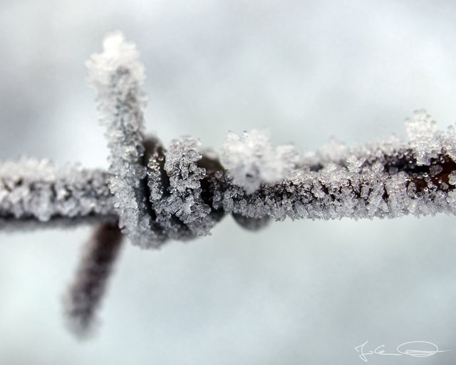 2018-12-05-Hoarfrost-03.jpg
