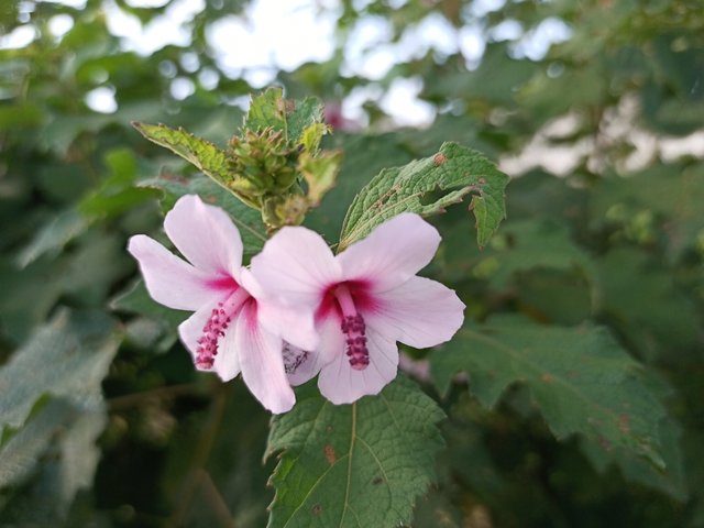 IMG_20210928_074953_135.jpg