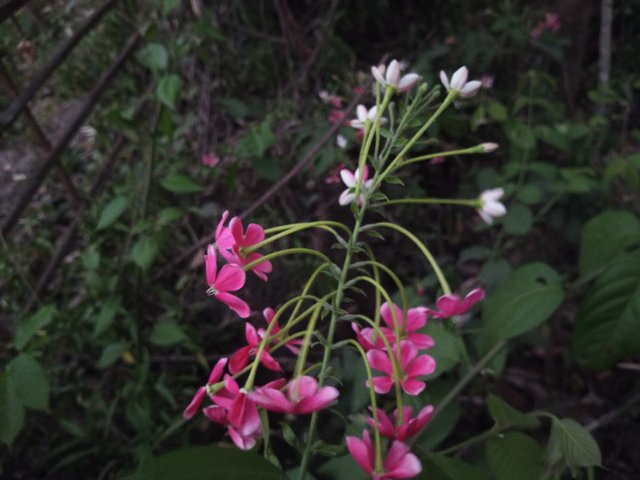 IMG_20240506_184804_665.jpg
