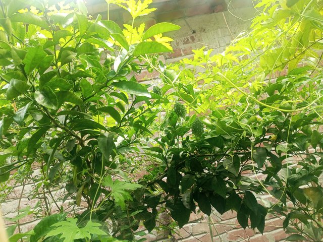 IMG_20230803_082841_466.jpg