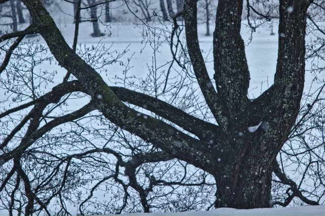 Tree Tuesday