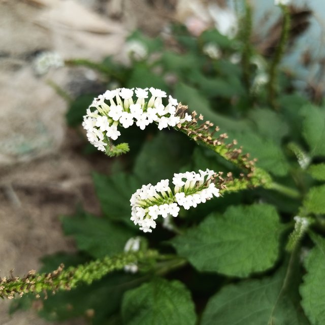 IMG_20220407_073356_460.jpg