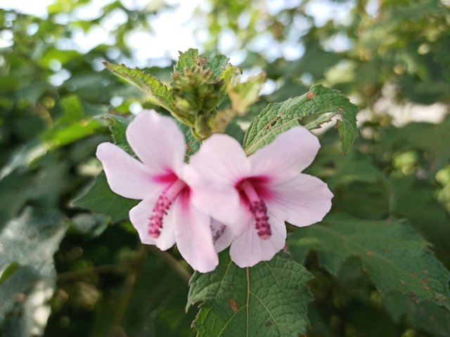 IMG_20210928_074923_752.jpg