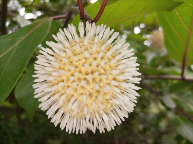 IMG_20210509_145116_722.jpg