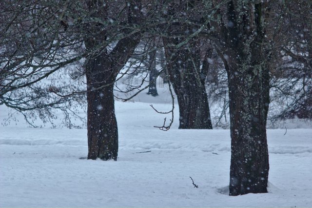 Tree Tuesday