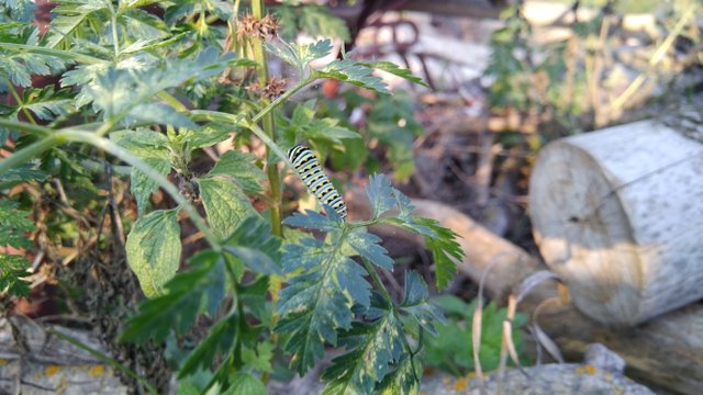 20180822_182313_Burst01.jpg